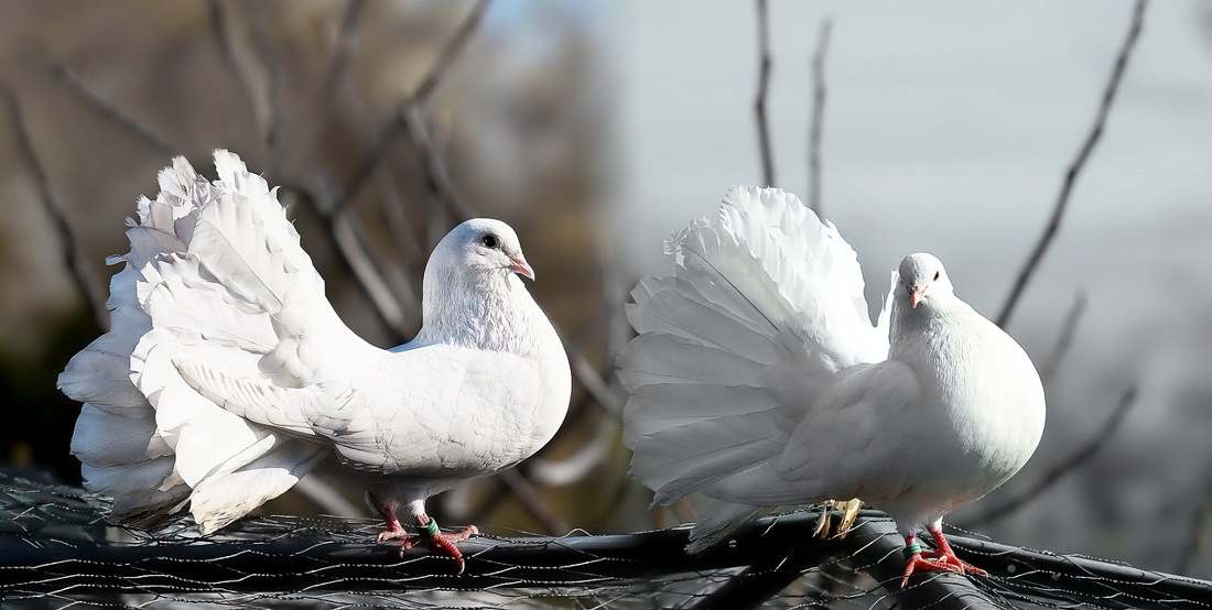 BERETTA 687 SILVER PIGEON